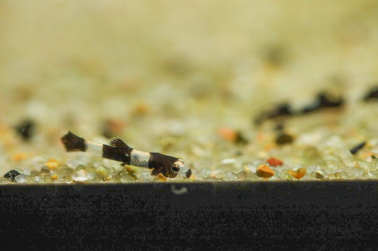 Panda Loach "Yaoshania pachychilus" - MoonlightAquatics
