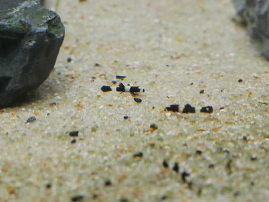 Panda Loach "Yaoshania pachychilus" - MoonlightAquatics