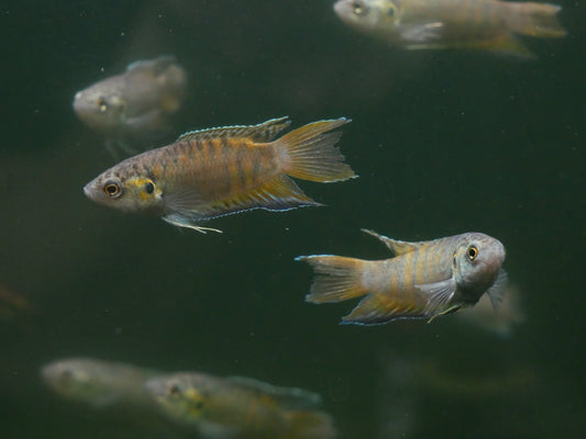 Paradise Gourami - MoonlightAquatics