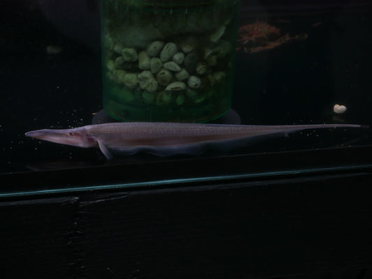Pelican Knifefish - MoonlightAquatics