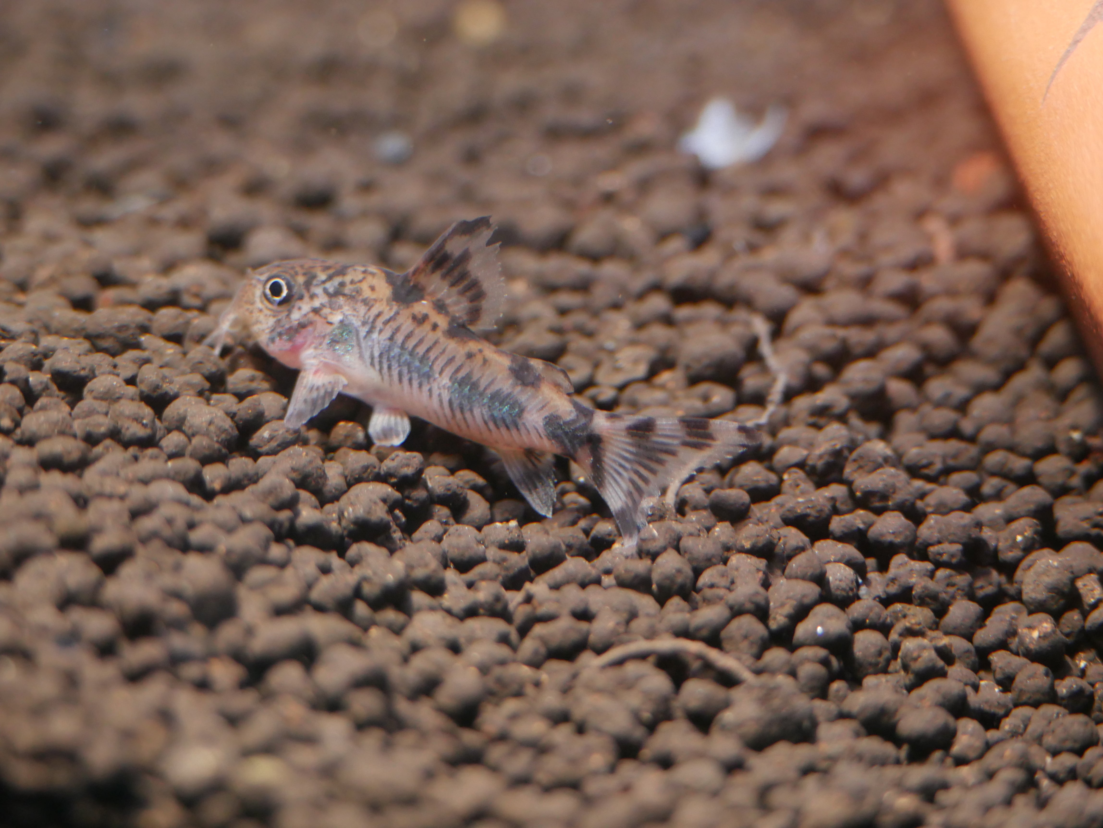 Pelotas Corydoras