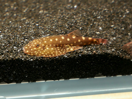Pink Polka Dot Hillstream Loach (Gastromyzon sp.) - MoonlightAquatics