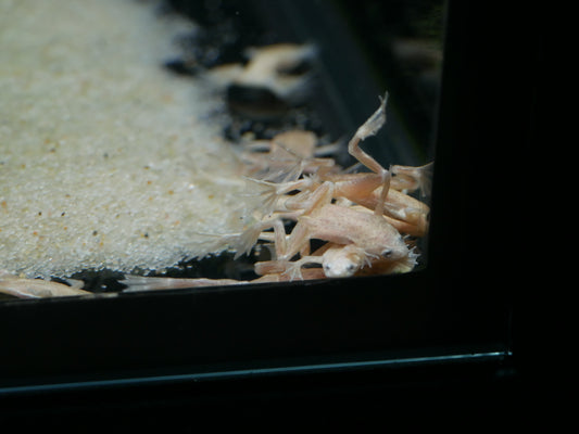 Platinum African Dwarf Frog - MoonlightAquatics