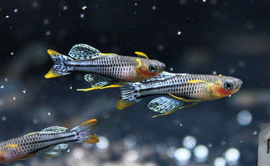 Pseudomugil gertrudae "Aru IV" - MoonlightAquatics