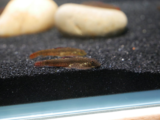 Purple Fin Hillstream (Pseudogastromyzon laticeps) - MoonlightAquatics