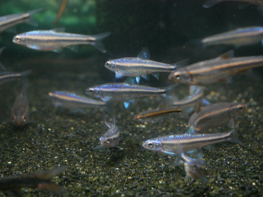 Rainbow Shiner (Notropis chrosomus) - MoonlightAquatics