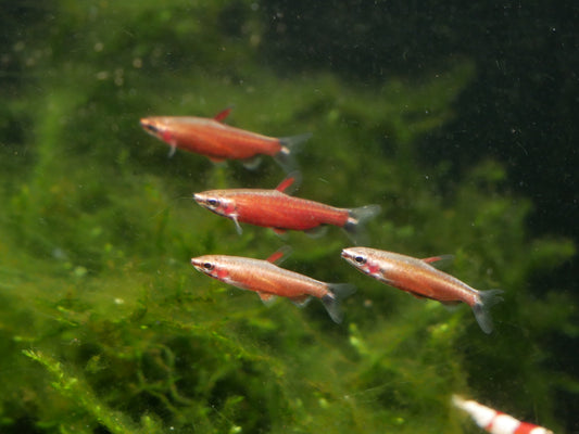 Really Red Pencilfish 'Rio Amaya' - MoonlightAquatics