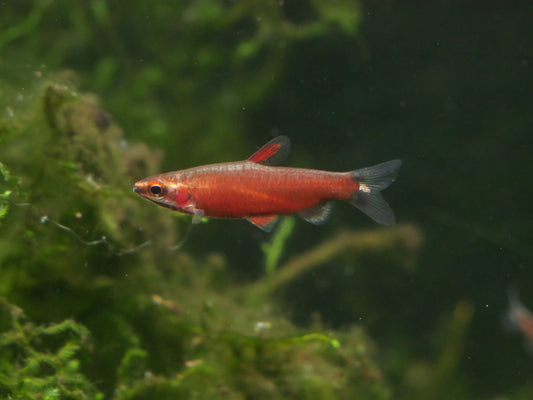 Really Red Pencilfish 'Rio Amaya' - MoonlightAquatics