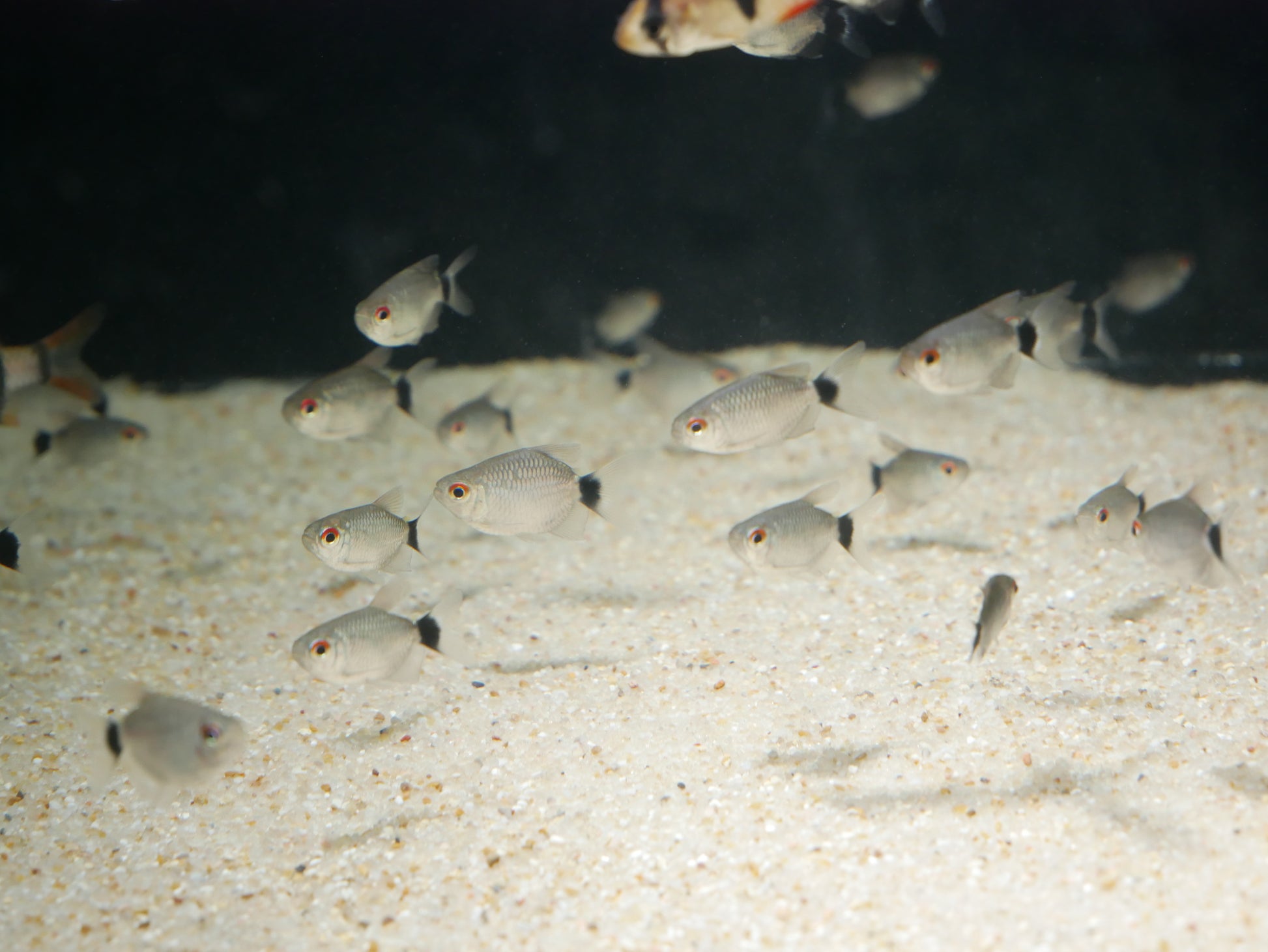 Red Eye Tetra - MoonlightAquatics