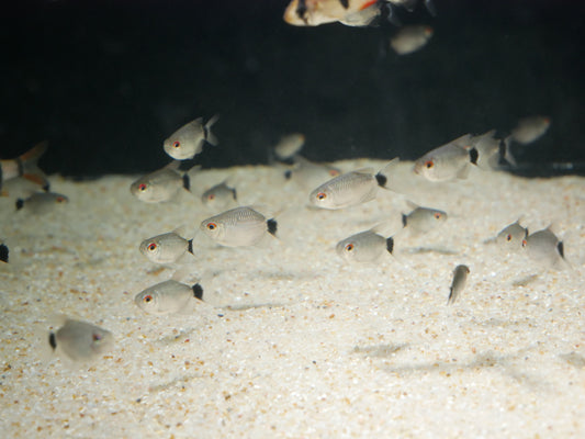 Red Eye Tetra - MoonlightAquatics
