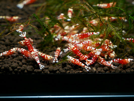 Red Fancy Tiger Shrimp - MoonlightAquatics