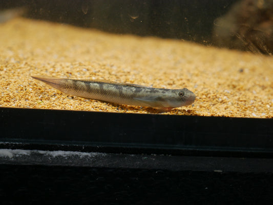 Sicyopterus Cyanocephalus - MoonlightAquatics