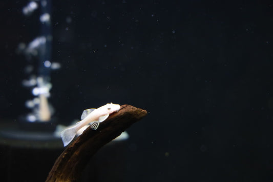 Snow White Bristlenose Pleco - MoonlightAquatics