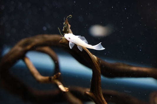 Snow White Bristlenose Pleco - MoonlightAquatics