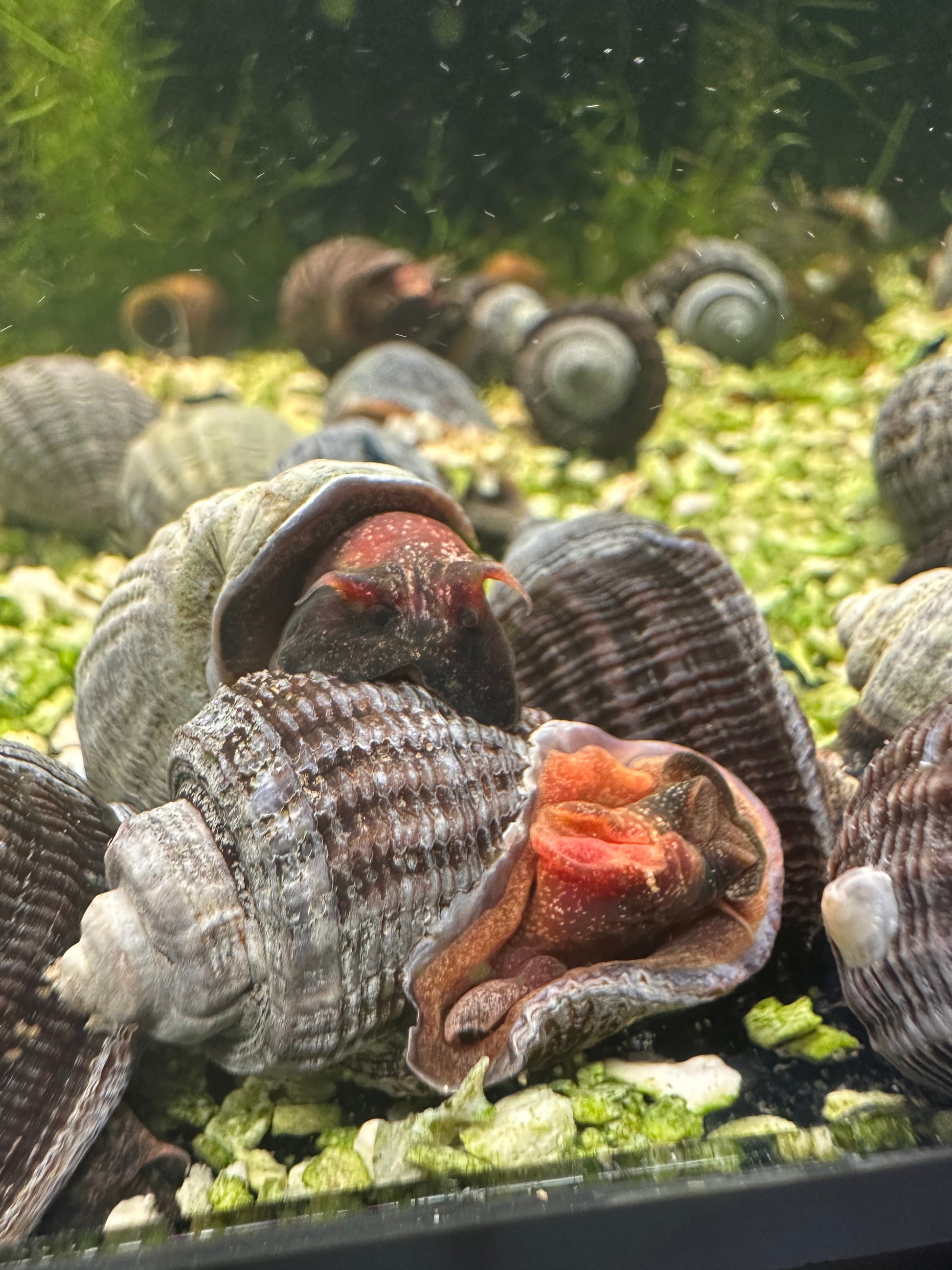 Sulawesi Ramshorn snail (Miratesta Celebensis) - MoonlightAquatics