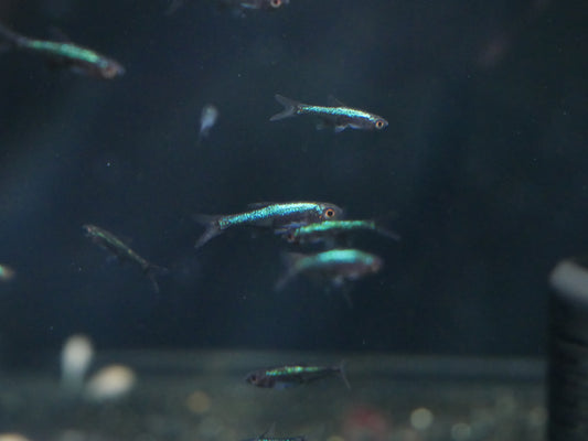Sundadanio Axelrodi - MoonlightAquatics