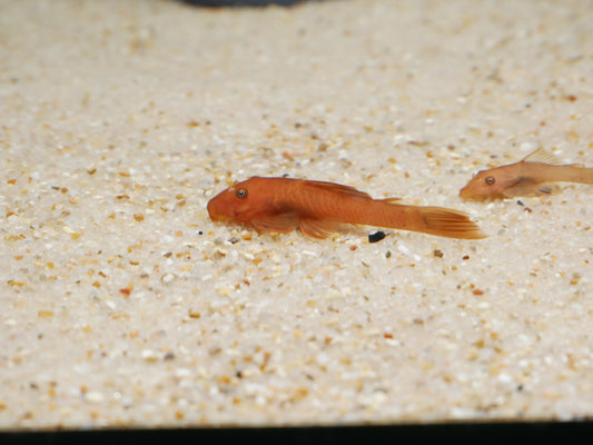 Super Red Bristlenose Pleco - MoonlightAquatics