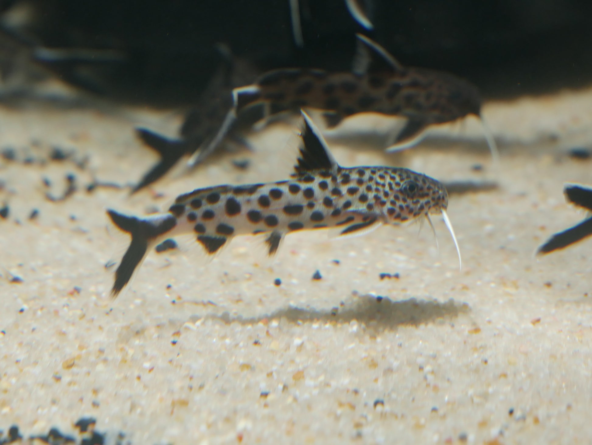 Synodontis lucipinnis - MoonlightAquatics