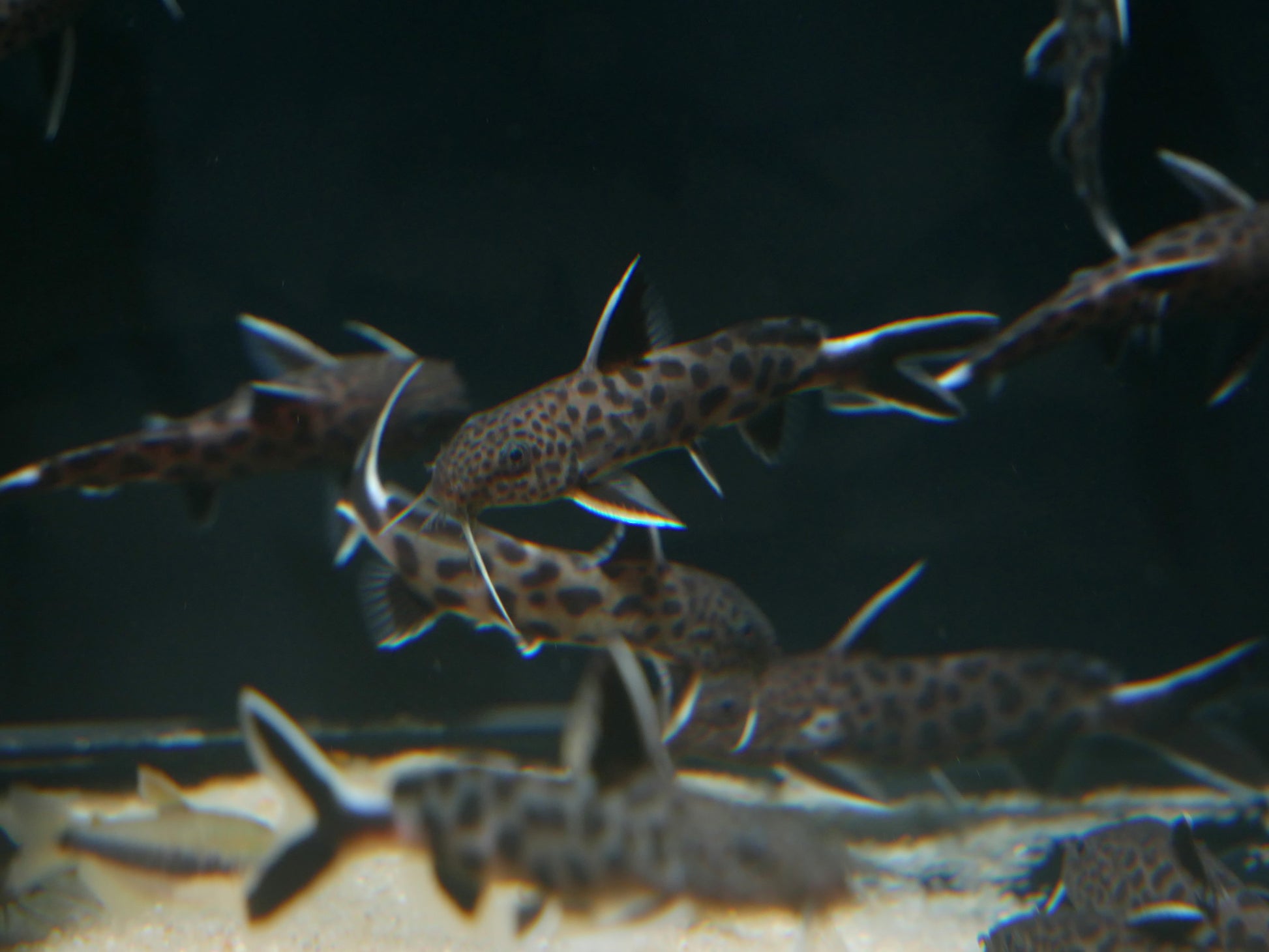Synodontis lucipinnis - MoonlightAquatics
