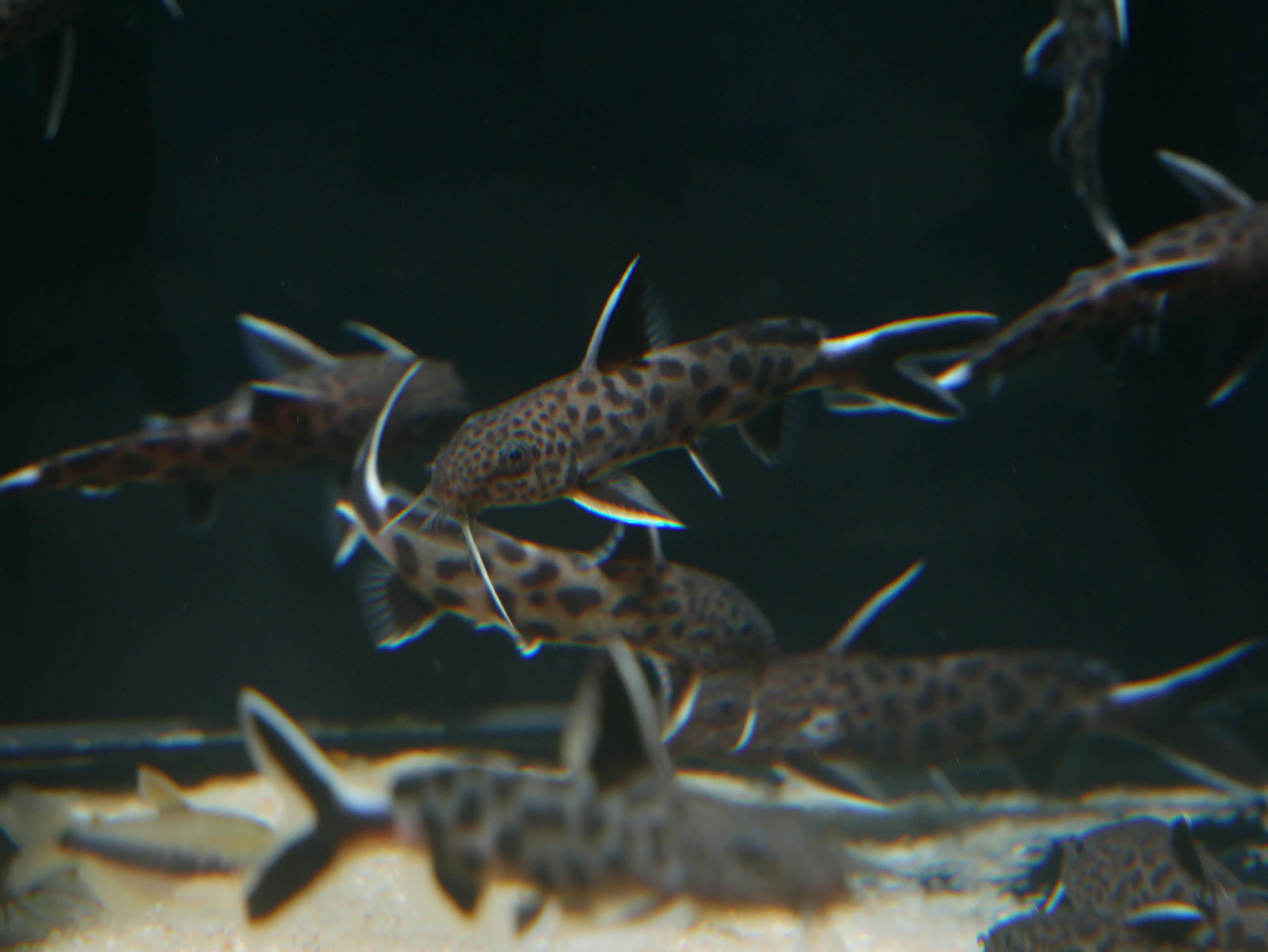 Synodontis lucipinnis .5”