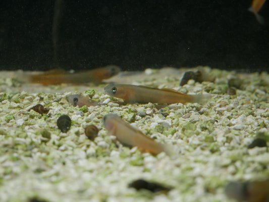 Teardrop Goby "Sicyopus Multisquamatus" - MoonlightAquatics