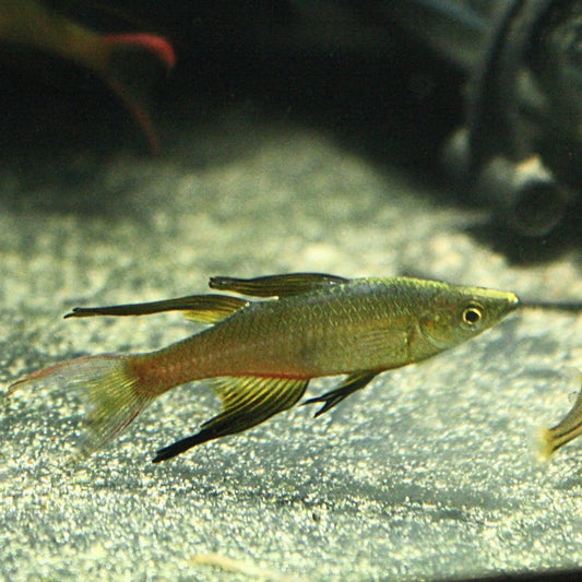Threadfin Rainbow (Iriatherina werneri) - MoonlightAquatics