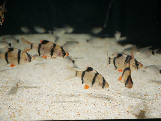 Tiger Barb - MoonlightAquatics