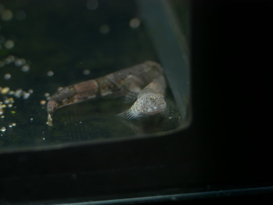 Tiger Goby (Schismatogobius ampluvinculus) - MoonlightAquatics