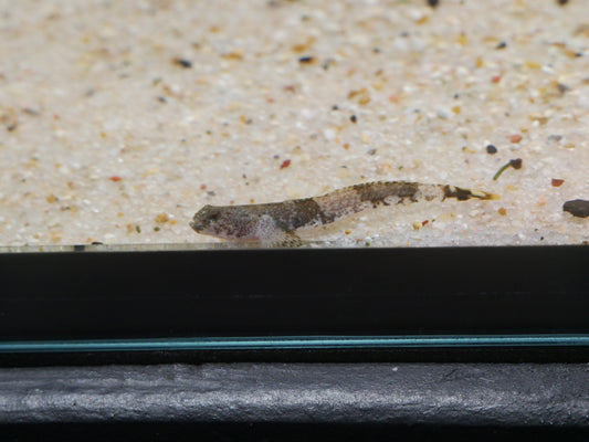 Tiger Goby (Schismatogobius ampluvinculus) - MoonlightAquatics
