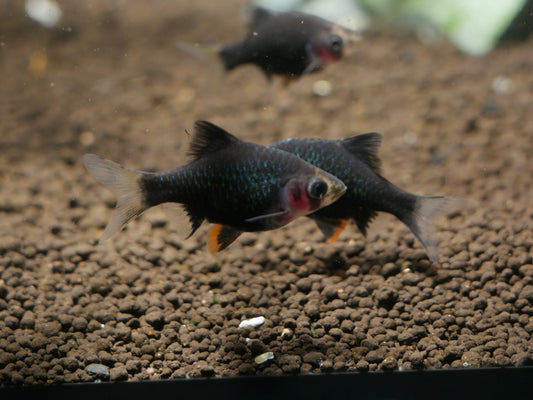 Tiger Green Red Cheek Barb (Puntius tetrazona var) - MoonlightAquatics