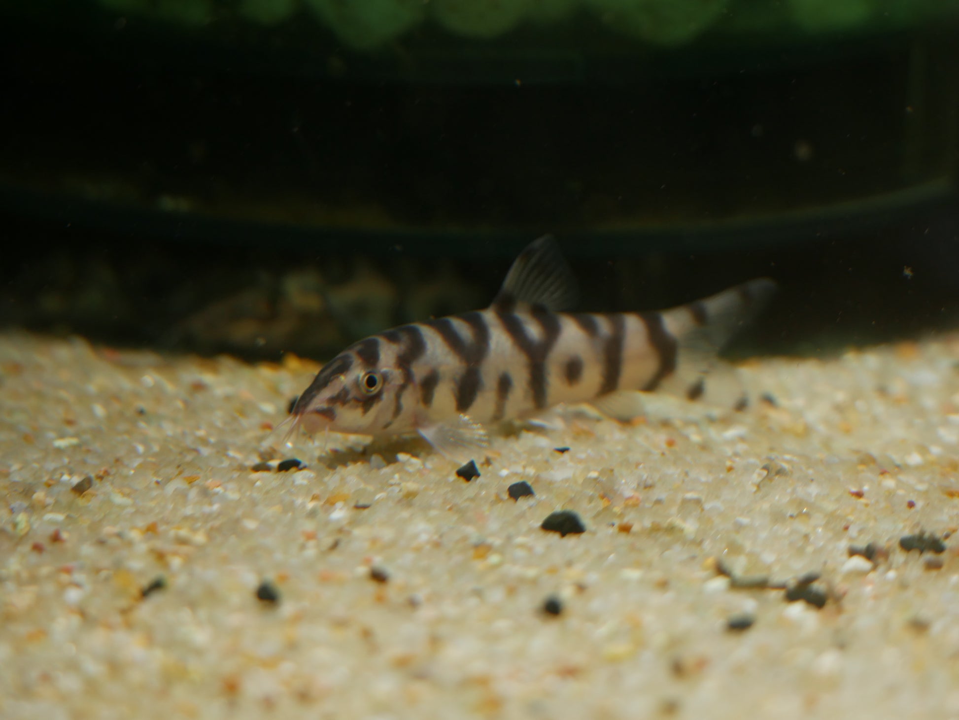 Yo Yo Loach (Botia loachata) - MoonlightAquatics