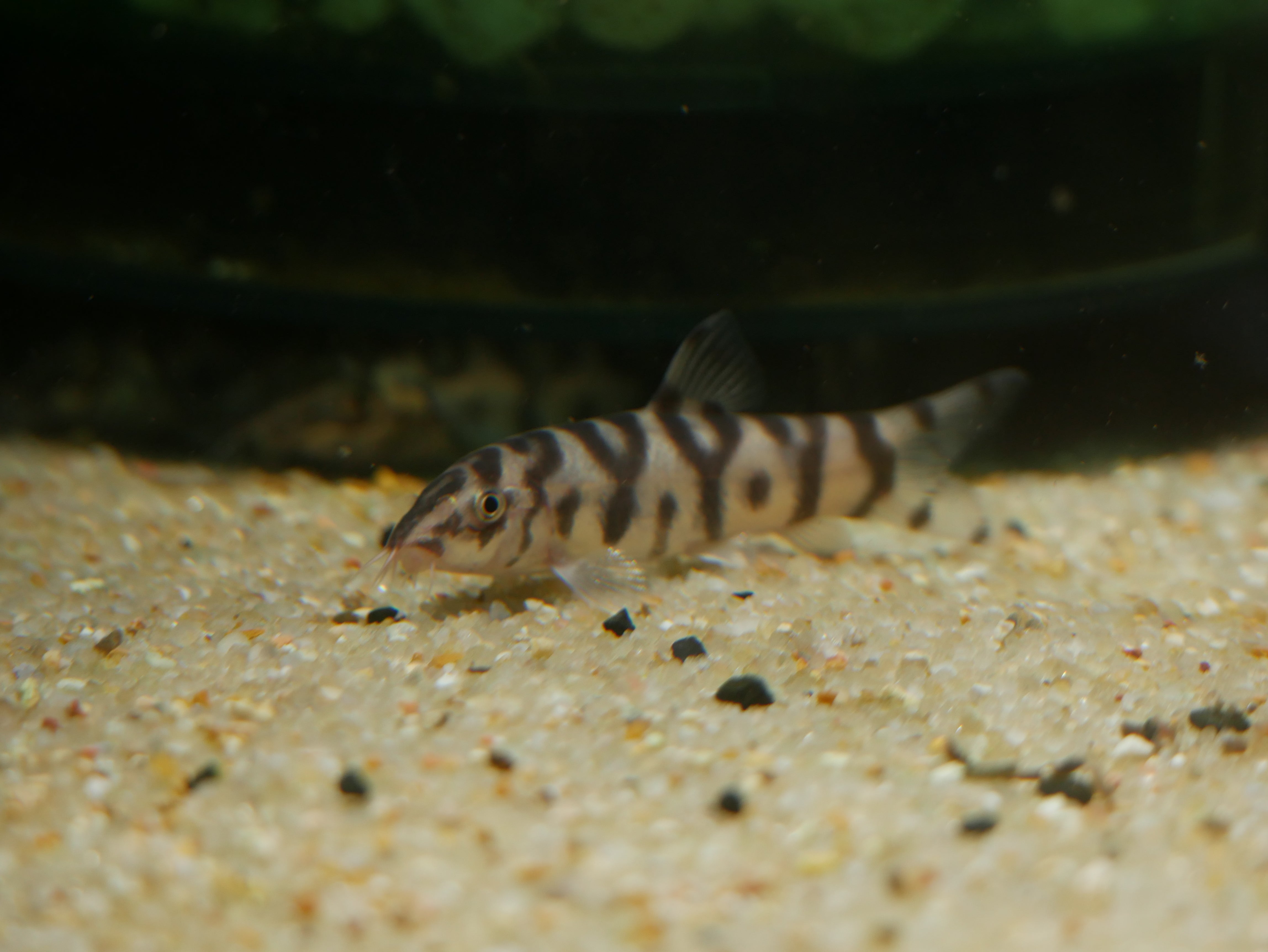 Yo Yo Loach