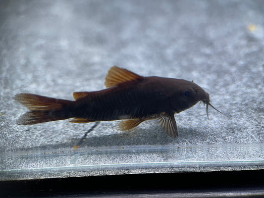 Black Venezuela Corydoras (Corydoras schultzei) - MoonlightAquatics