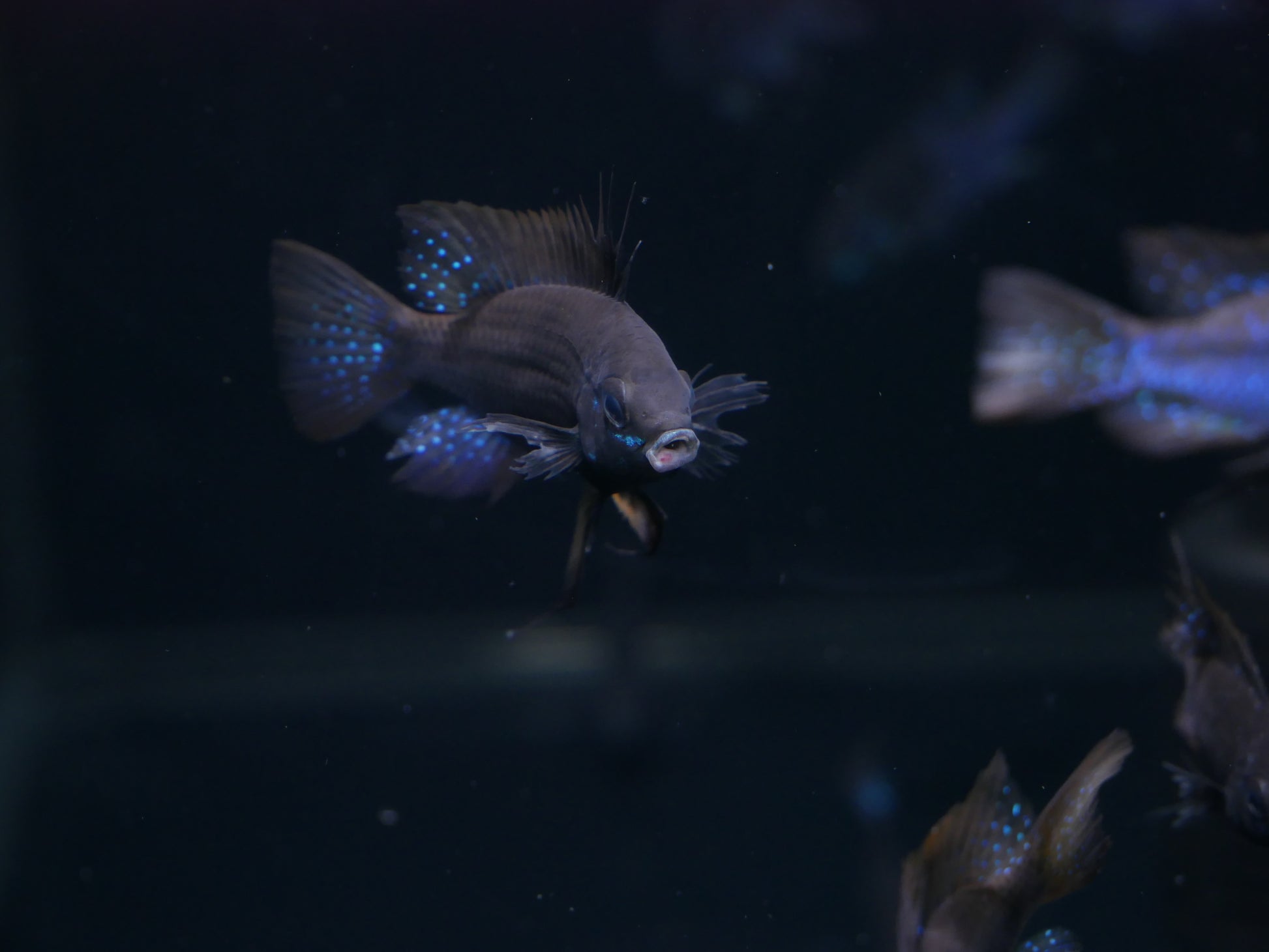 Midnight Ram - MoonlightAquatics
