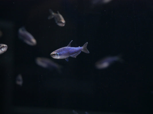 Super Blue Emperor Tetra - MoonlightAquatics