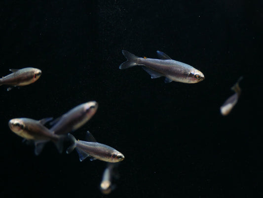 Super Blue Emperor Tetra - MoonlightAquatics