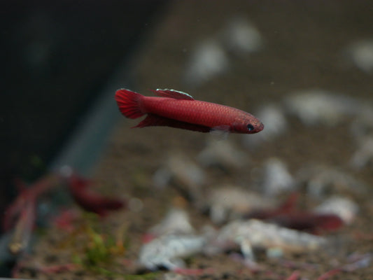 Api Api Betta - MoonlightAquatics