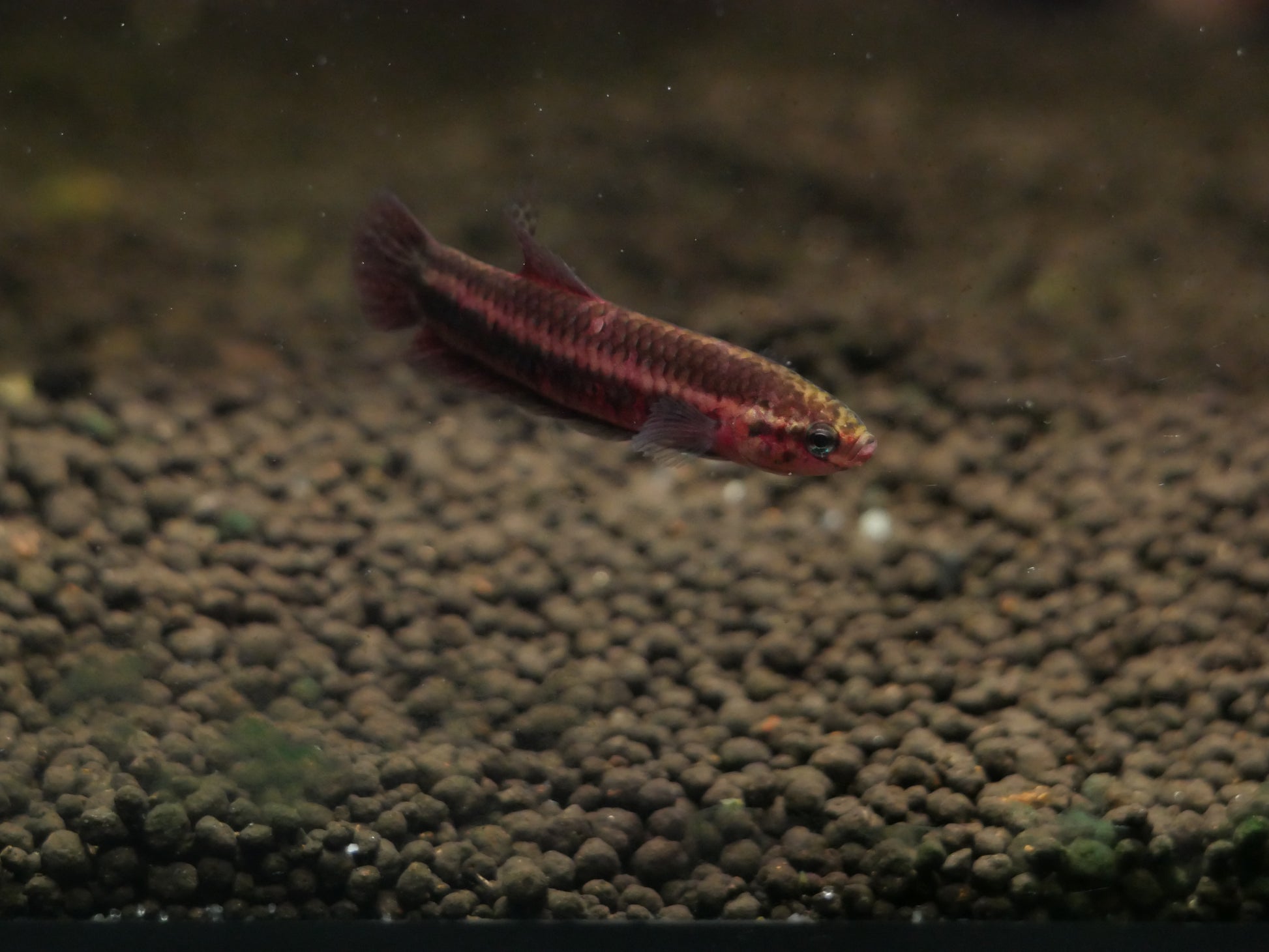 Betta Hendra Palangkaraya - MoonlightAquatics