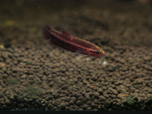 Betta Hendra Palangkaraya - MoonlightAquatics