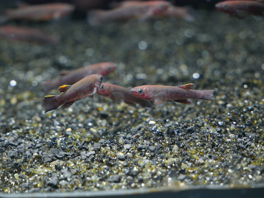 Blue Gardneri Killifish - MoonlightAquatics