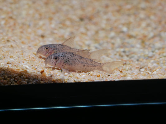 CW133 Moth Corydoras - MoonlightAquatics