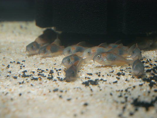 Corydoras Venezuela Orange - MoonlightAquatics