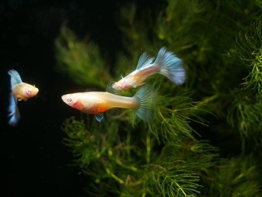 Albino Blue Topaz Guppy - MoonlightAquatics