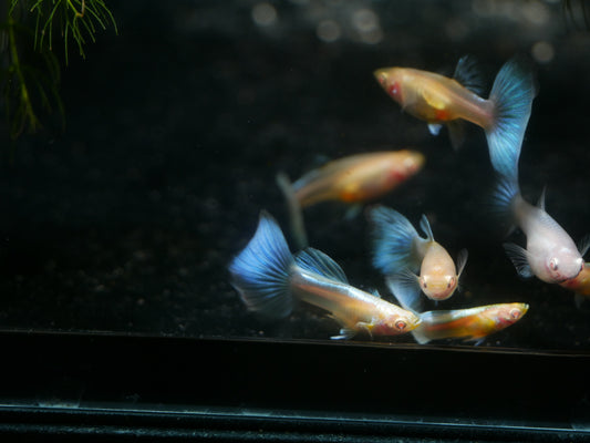 Albino Blue Topaz Guppy - MoonlightAquatics