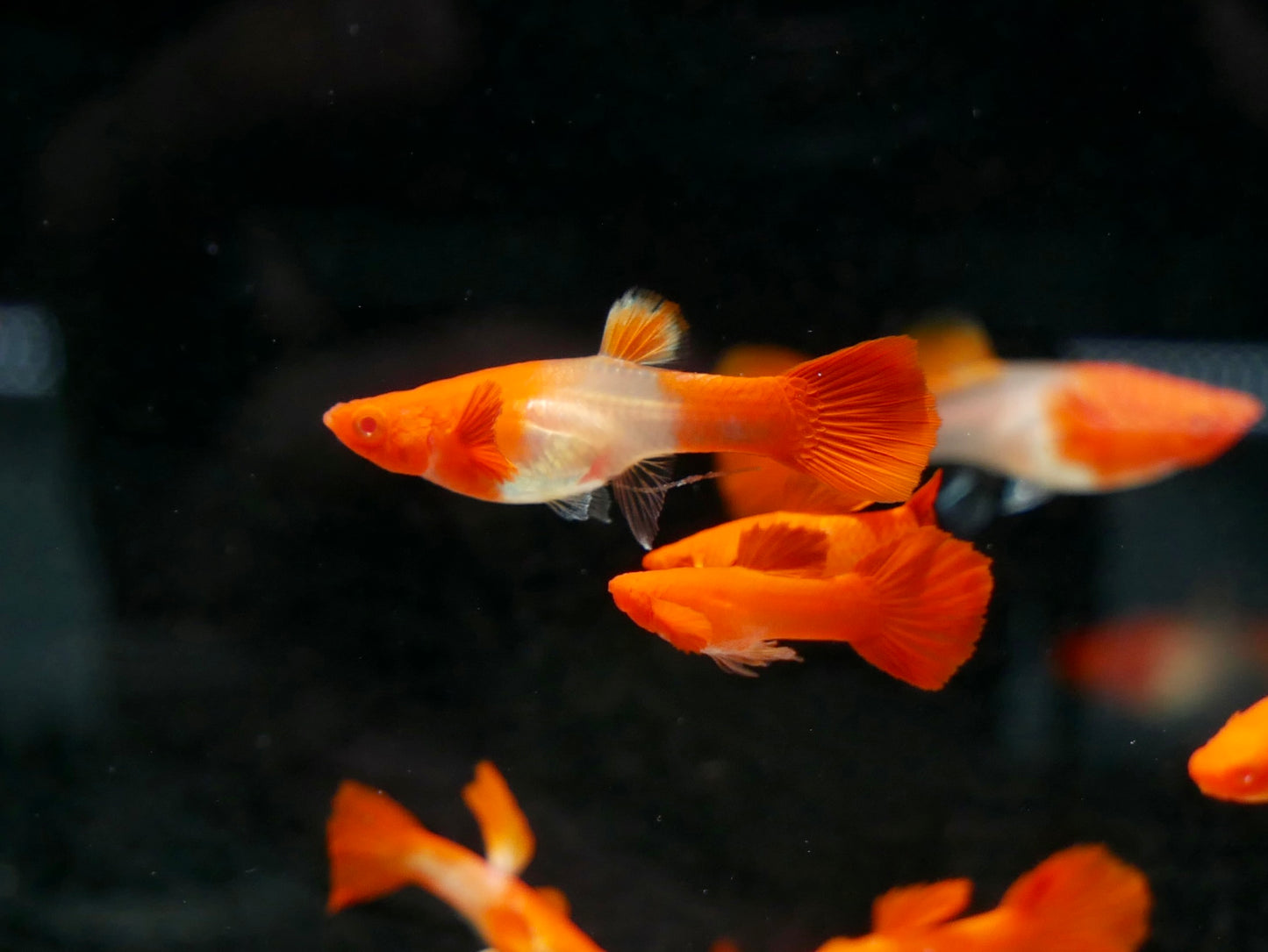 Koi Red Ear Guppy - MoonlightAquatics