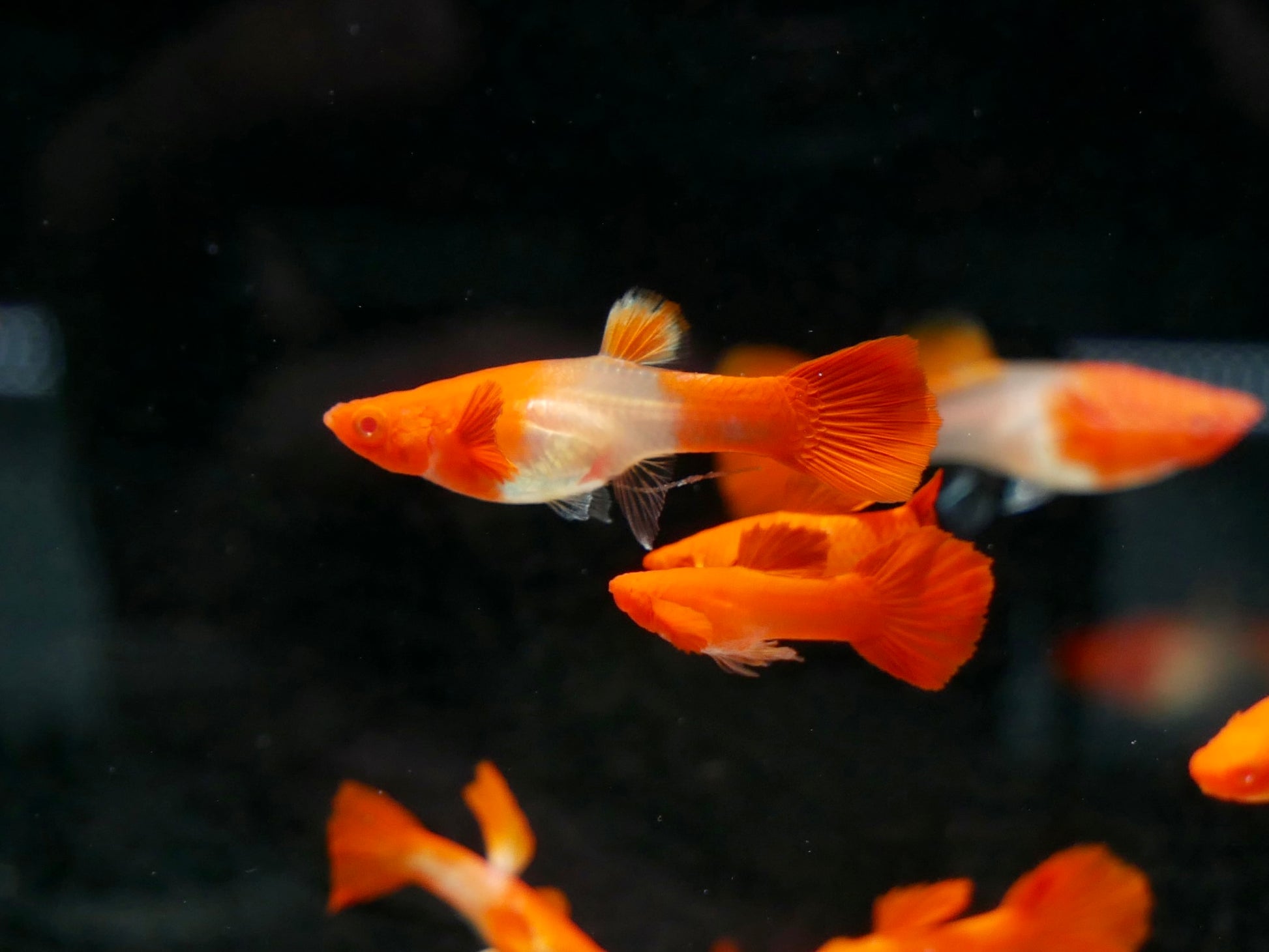 Koi Red Ear Guppy - MoonlightAquatics