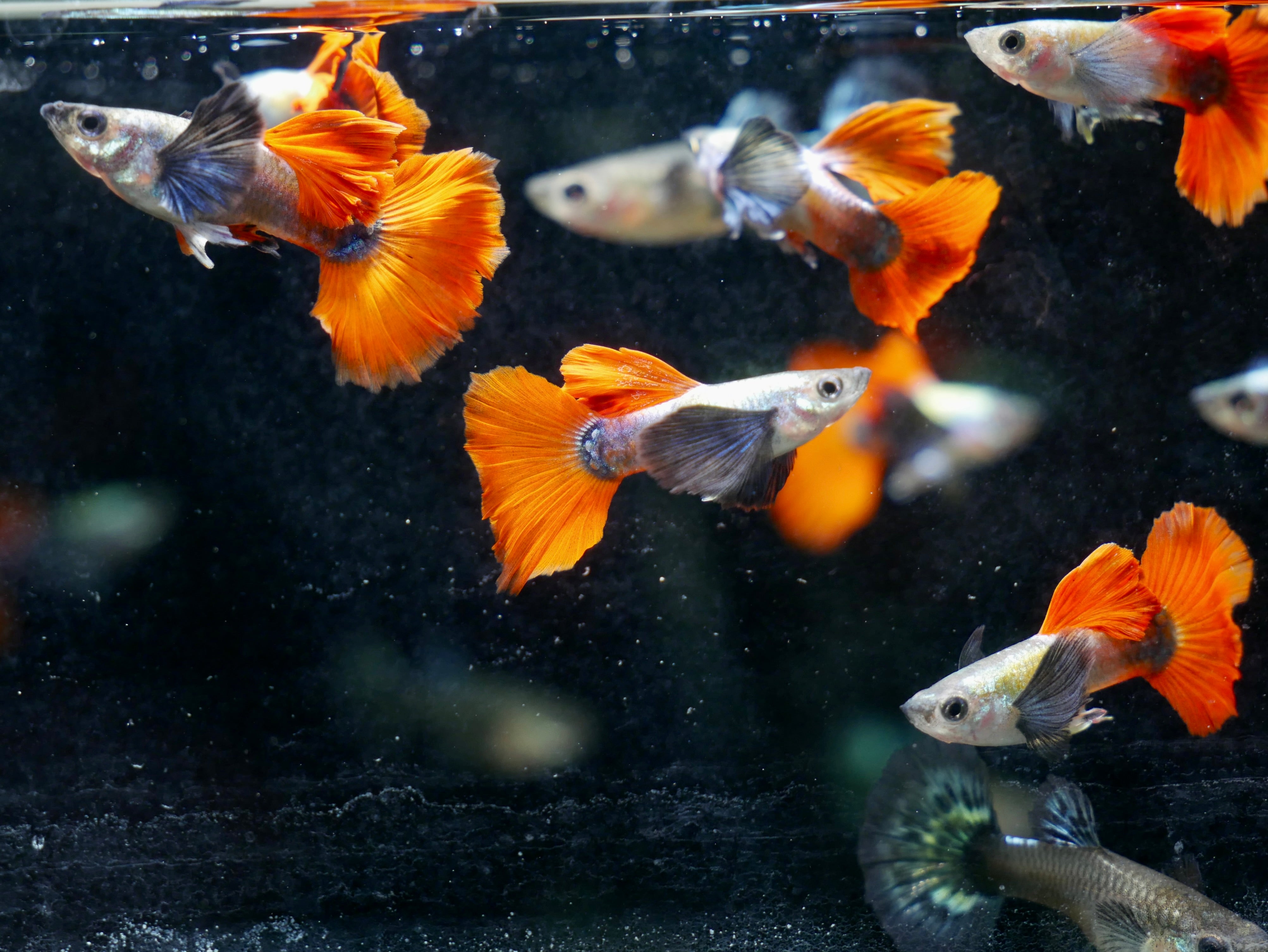 Platinum Dumbo Ear Red Tail Guppy -