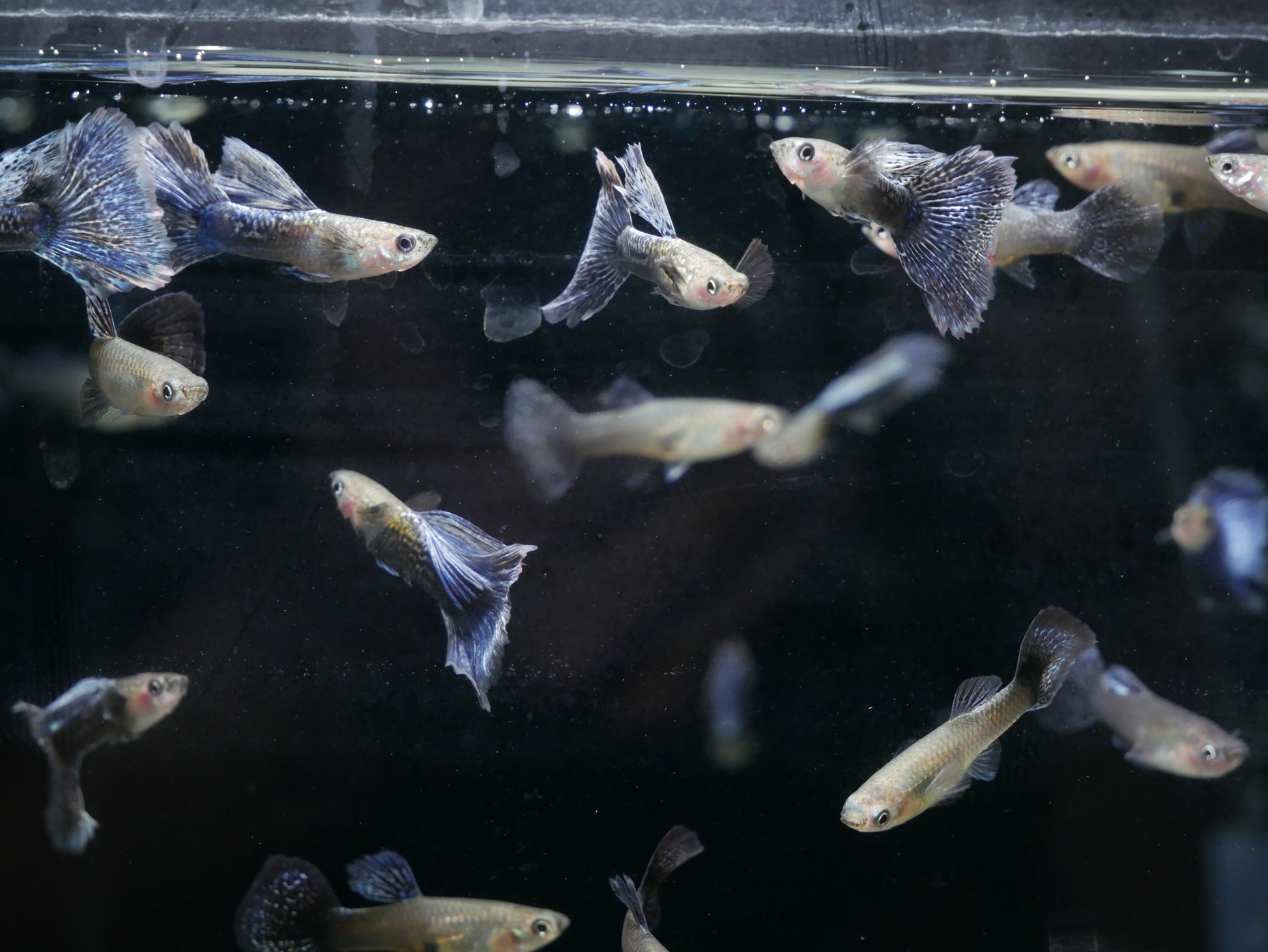 Purple Dragon Guppy - MoonlightAquatics