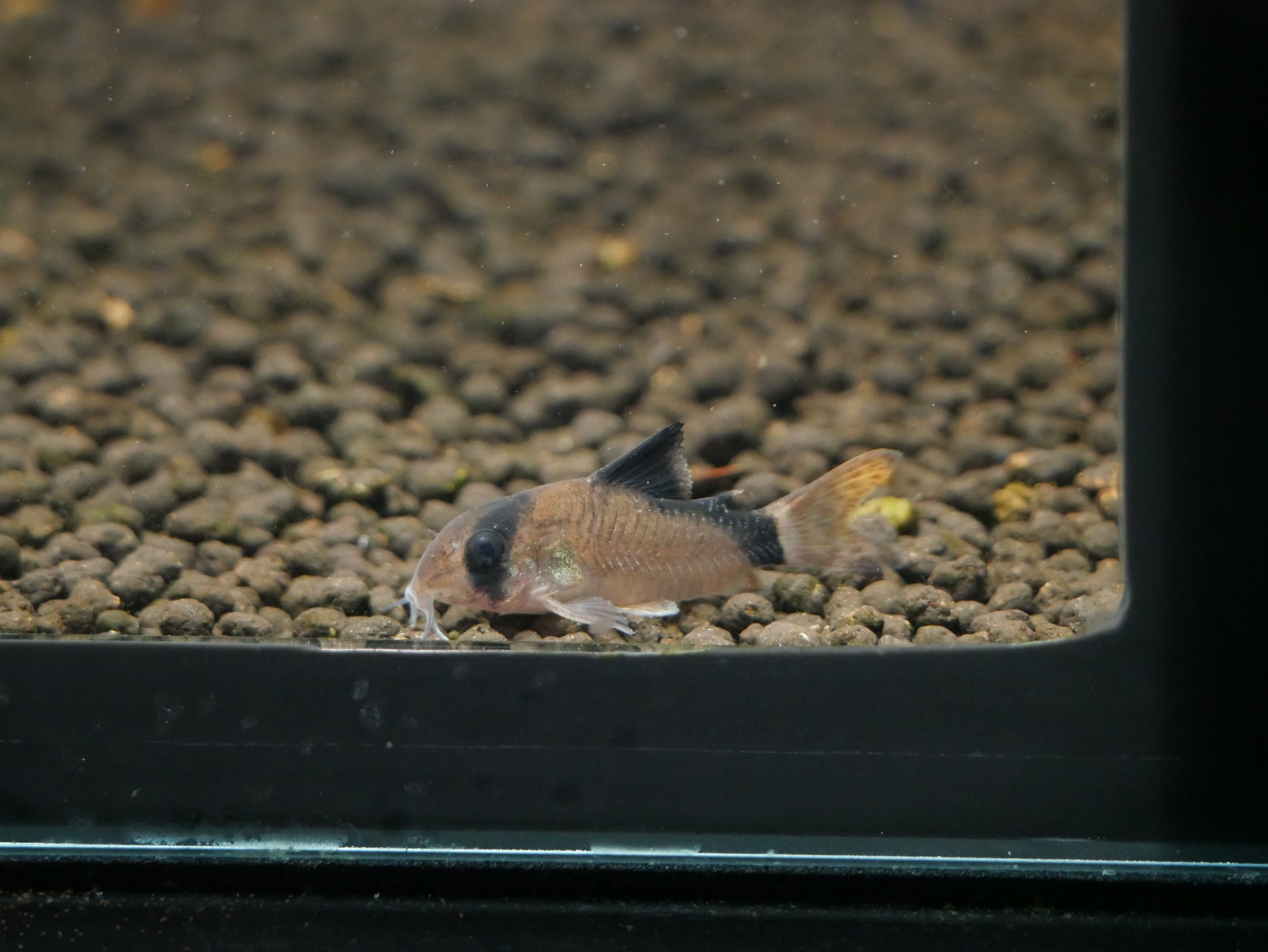 Bandit Corydoras - MoonlightAquatics