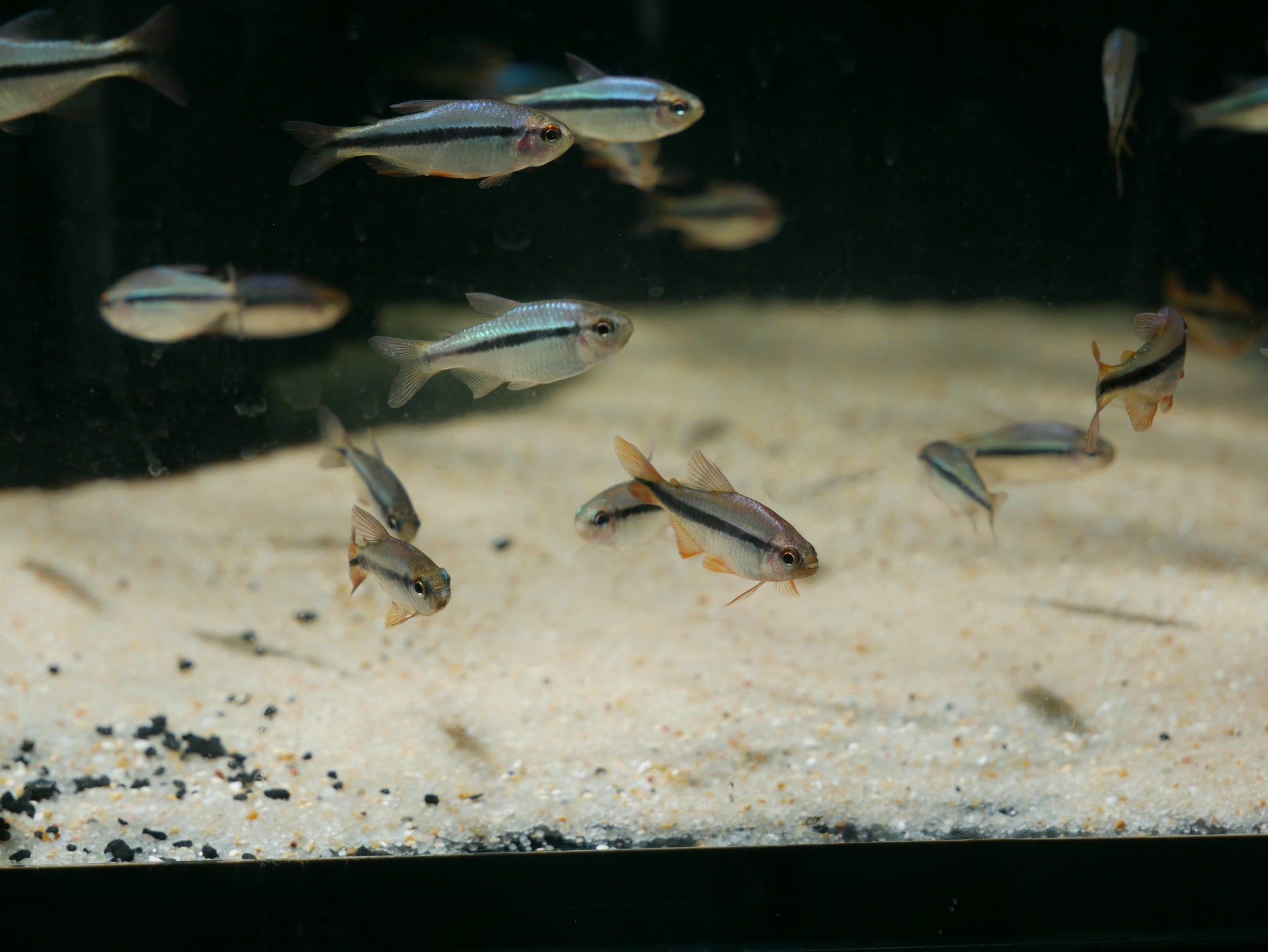 Imperal Lapis Tetra - MoonlightAquatics